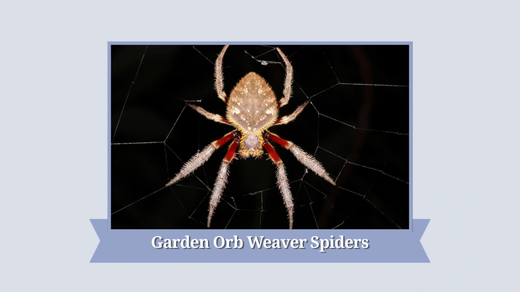 Garden Orb Weaver Spiders