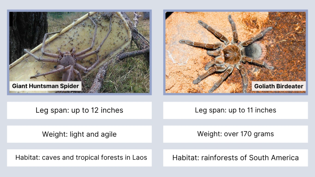 Huntsman Spider Vs Other Species The Ultimate Comparison Guide Huntsman Spider Vs Other Species The Ultimate Comparison Guide