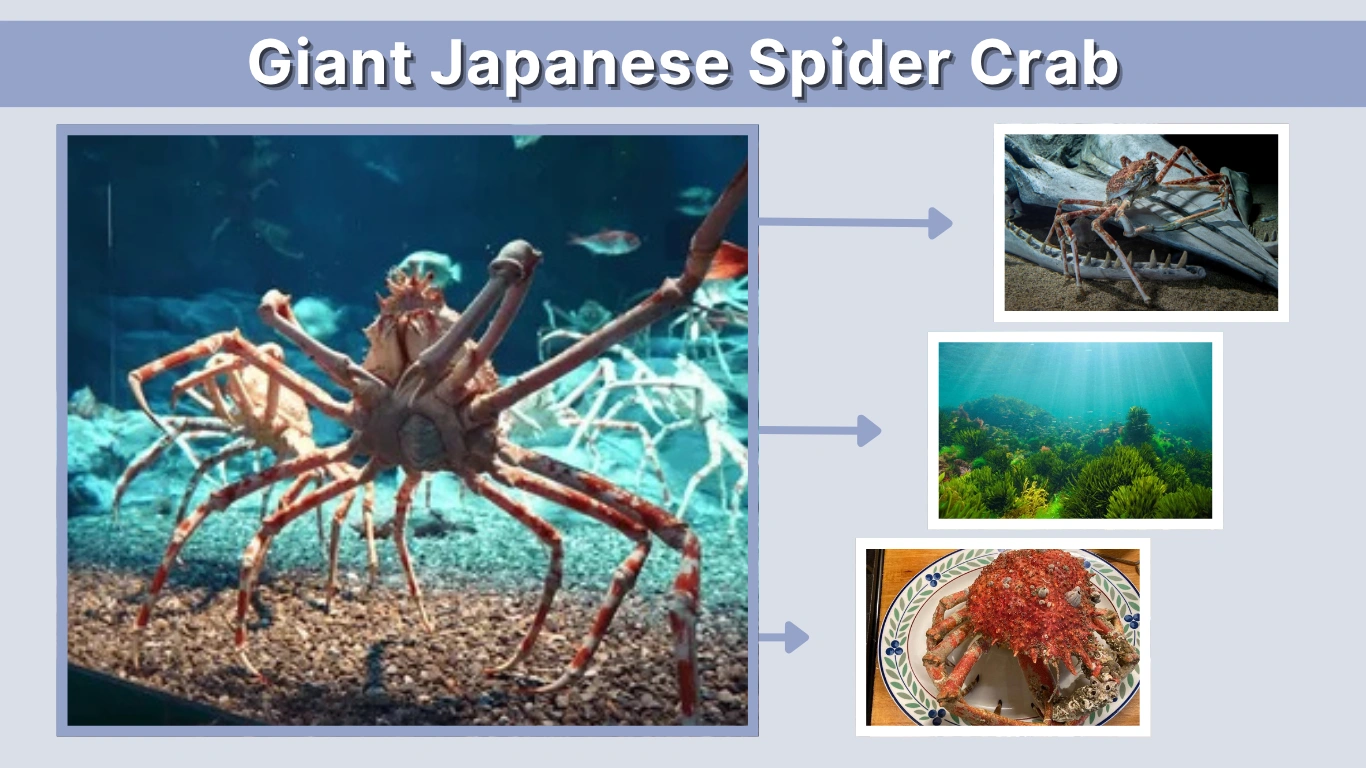 Giant Japanese Spider Crab: Facts, Size, Habitat, and Diet
