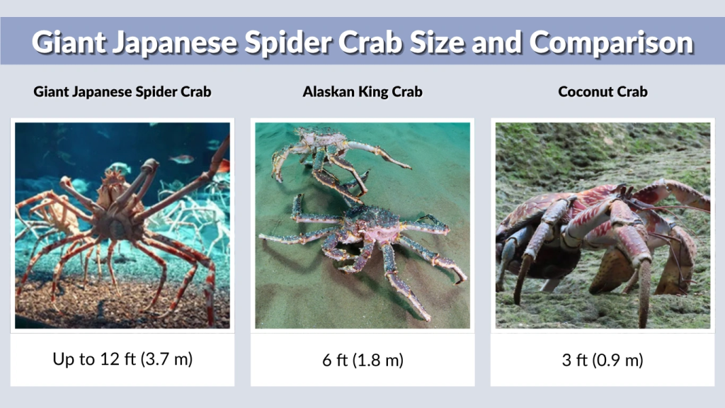 Giant Japanese Spider Crab Size and Comparison
