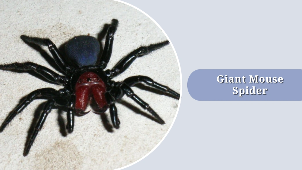 Giant Mouse Spider