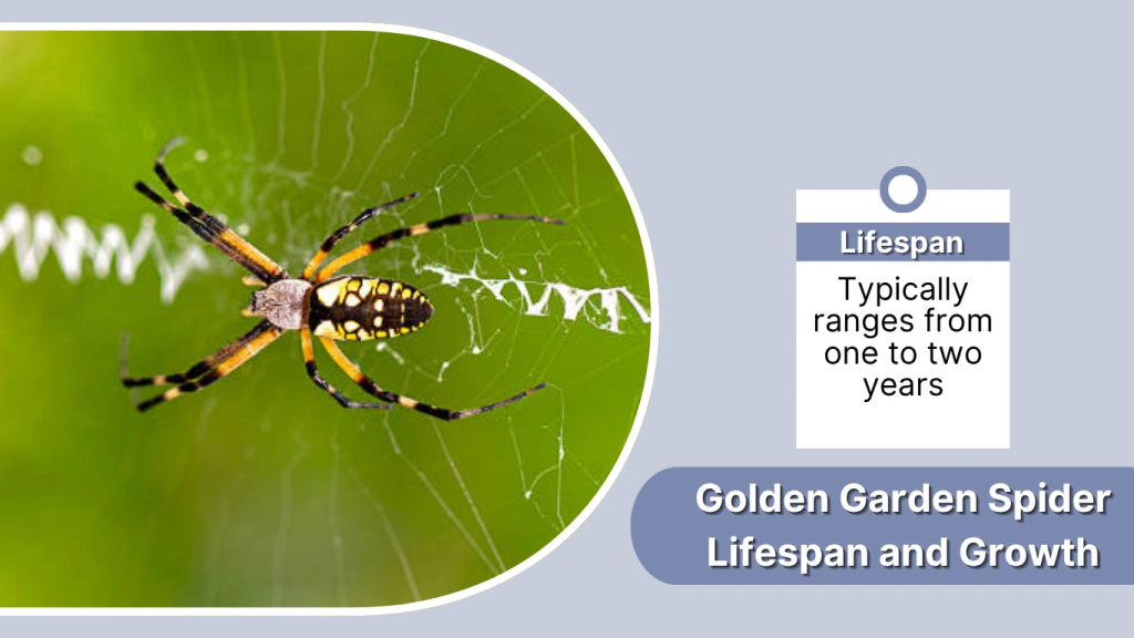 Golden Garden Spider Lifespan and Growth