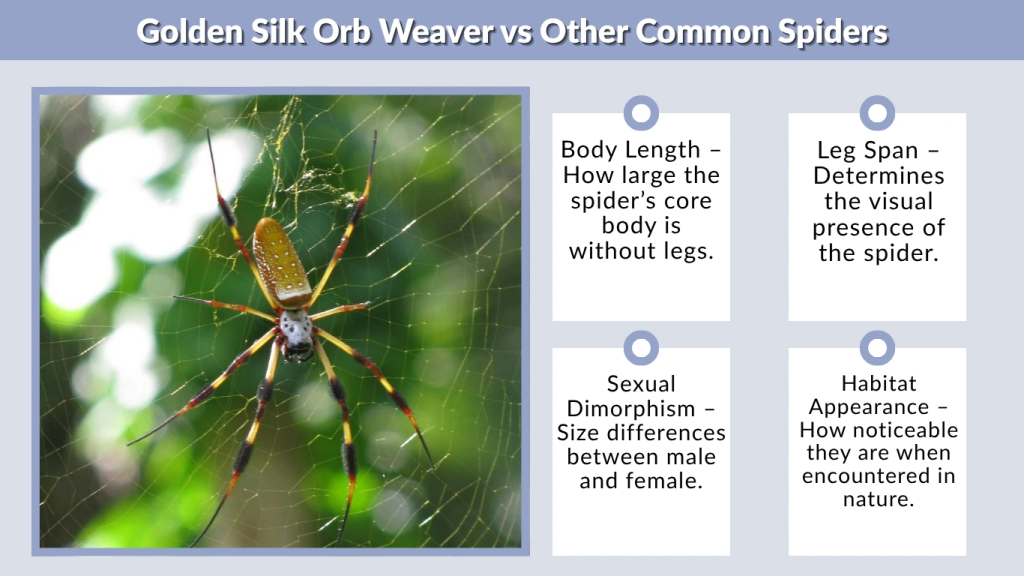 Golden Silk Orb Weaver vs Other Common Spiders