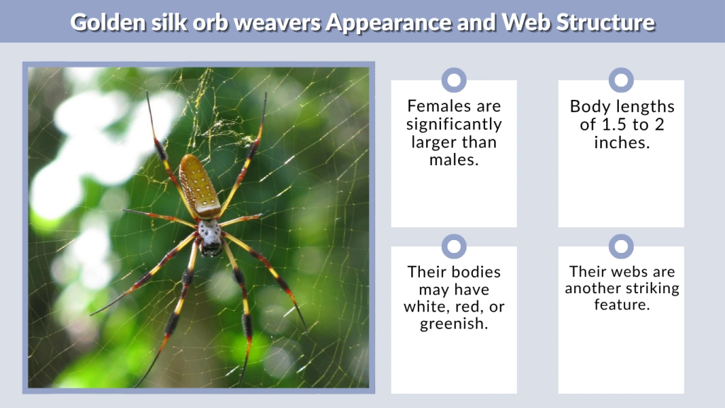 Golden silk orb weavers Appearance and Web Structure
