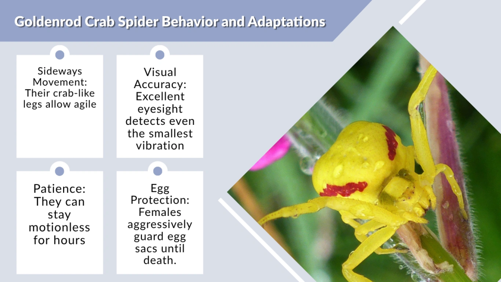 Goldenrod Crab Spider Behavior and Adaptations