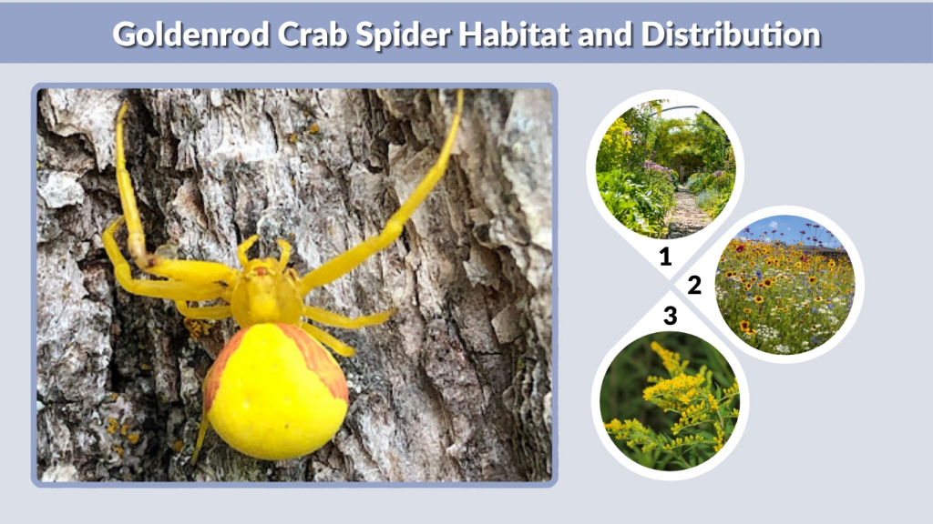 Goldenrod Crab Spider Habitat and Distribution