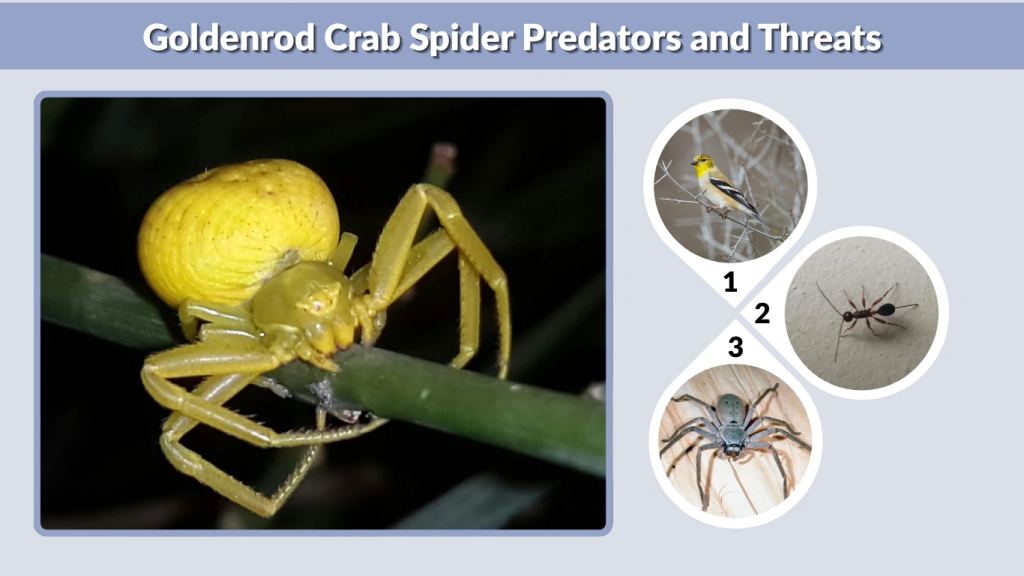 Goldenrod Crab Spider Facts Size Habitat And Camouflage