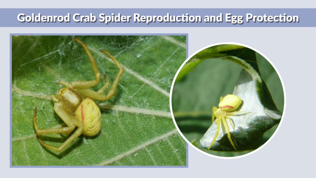 Goldenrod Crab Spider Reproduction and Egg Protection