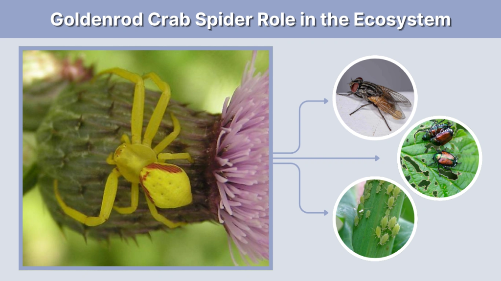 Goldenrod Crab Spider Role in the Ecosystem