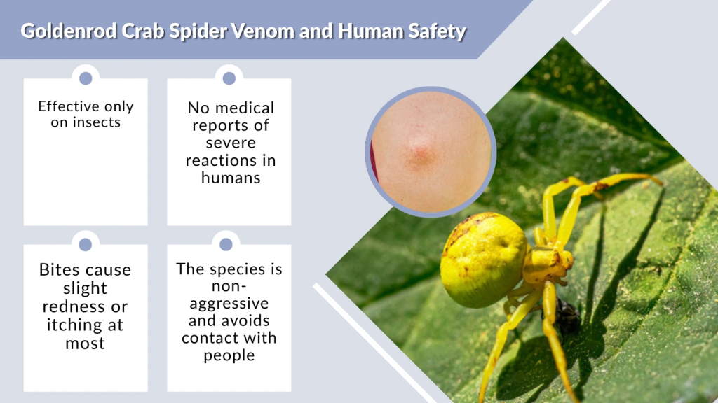 Goldenrod Crab Spider Venom and Human Safety