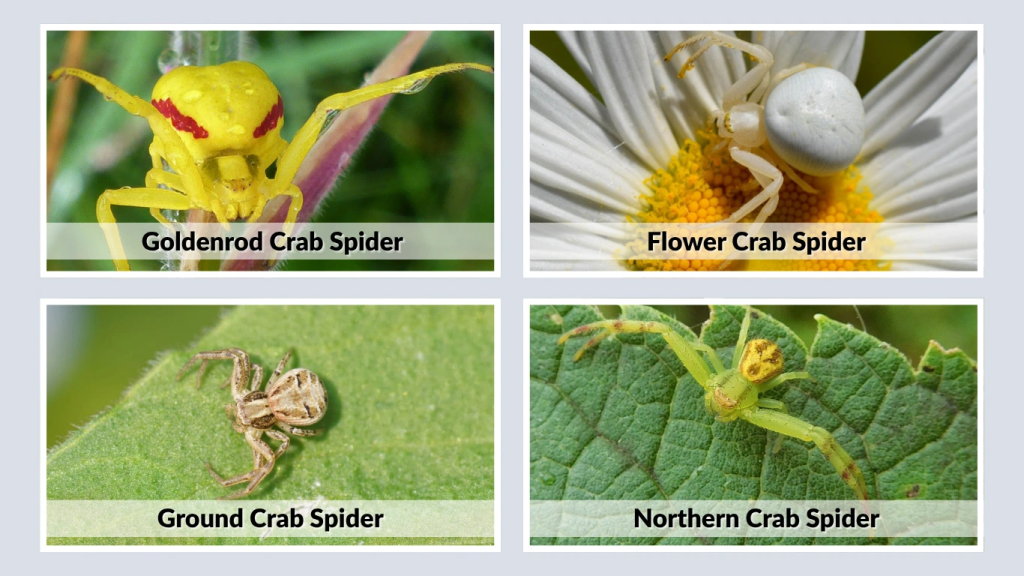 Goldenrod Crab Spider vs Other Crab Spiders