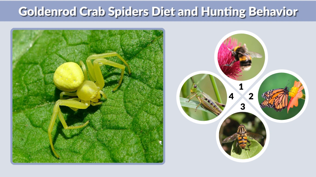 Goldenrod Crab Spiders Diet and Hunting Behavior
