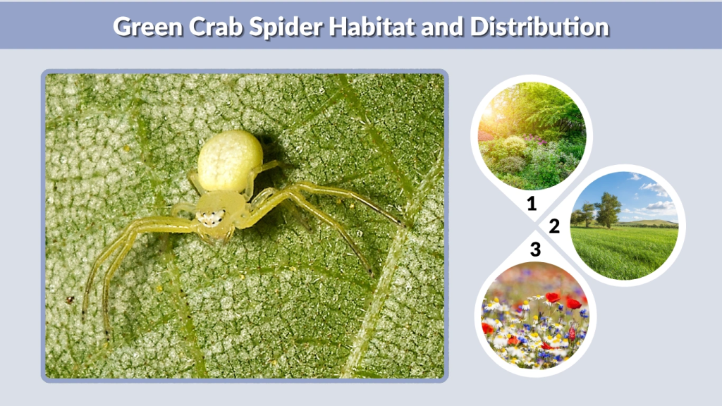 Green Crab Spider Habitat and Distribution
