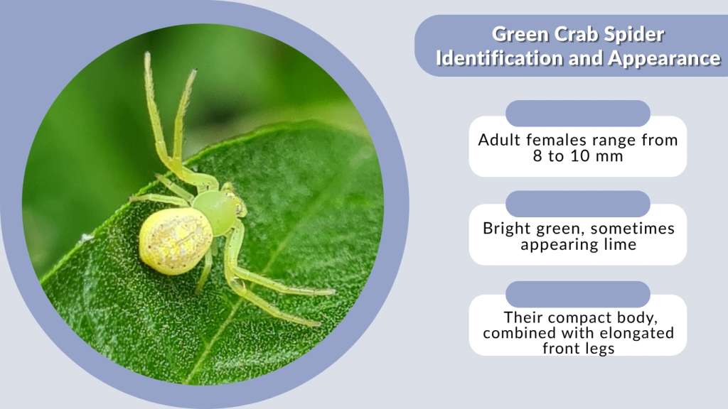 Green Crab Spider Identification and Appearance
