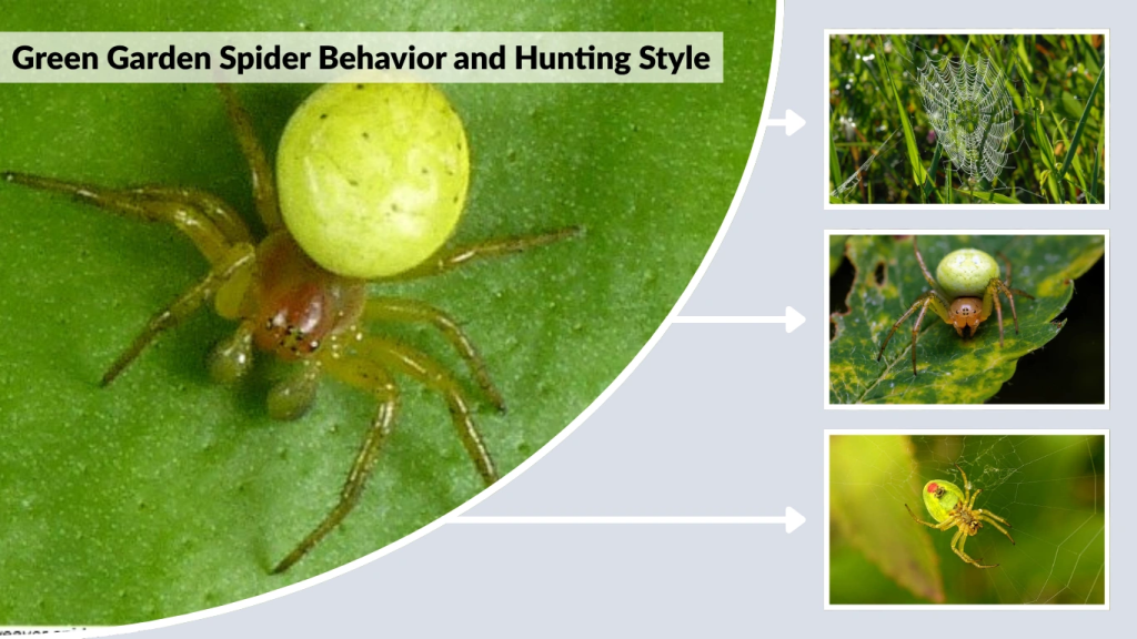 Green Garden Spider Behavior and Hunting Style