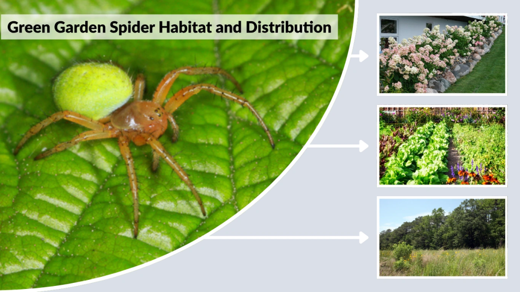Green Garden Spider Habitat and Distribution