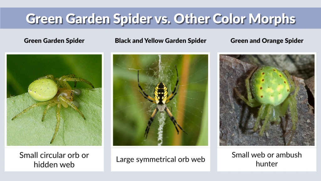 Green Garden Spider vs. Other Color Morphs