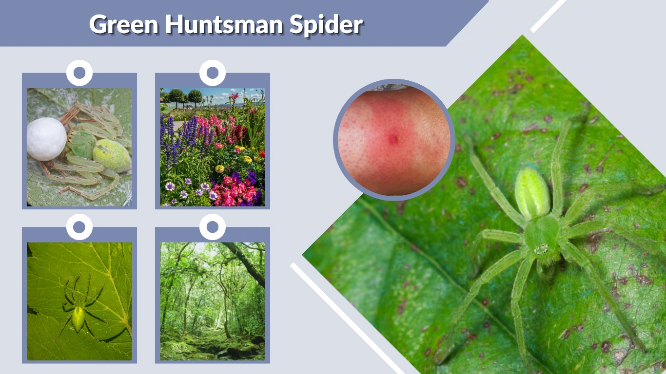 Green Huntsman Spider: Facts, Size, Bite, and Global Distribution