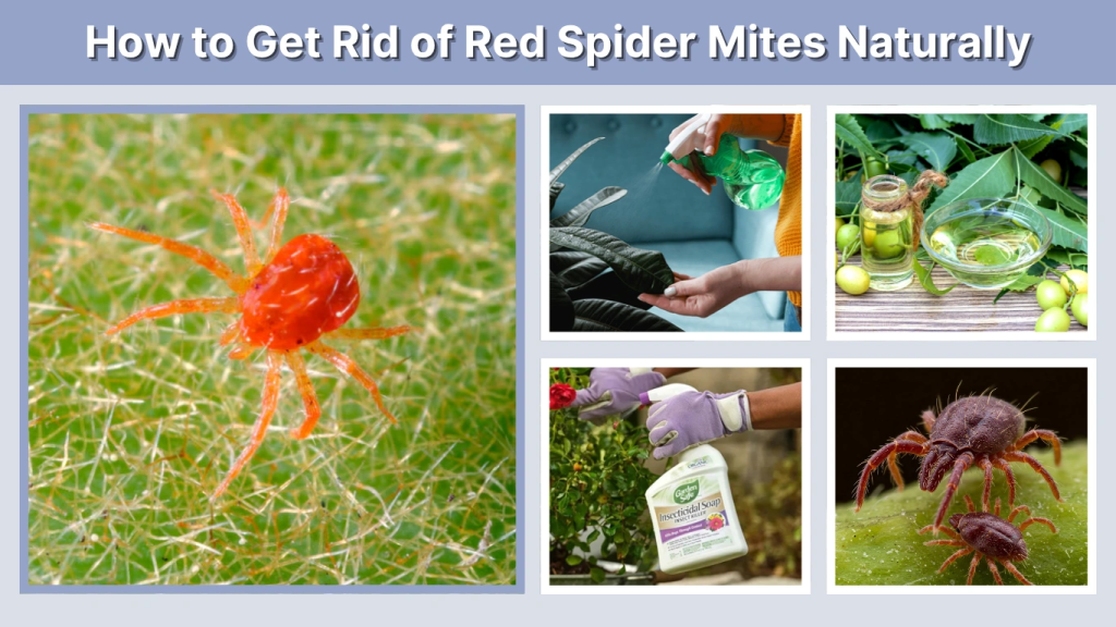 How to Get Rid of Red Spider Mites Naturally