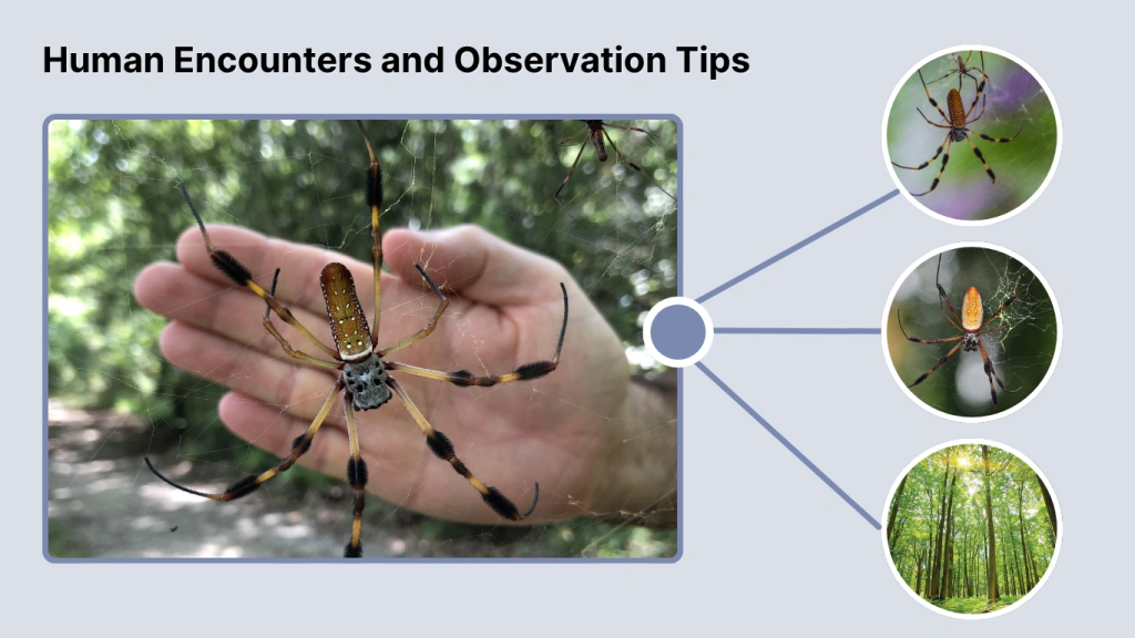 Human Encounters and Observation Tips