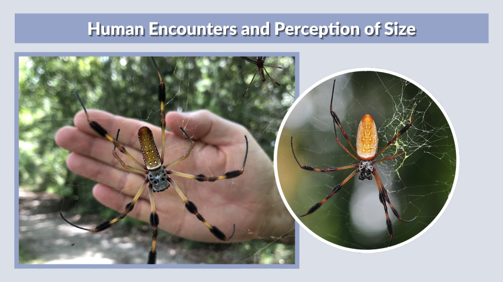 Human Encounters and Perception of Size