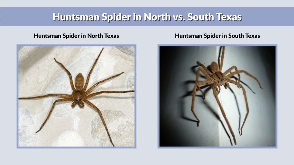 Huntsman Spider in North vs. South Texas