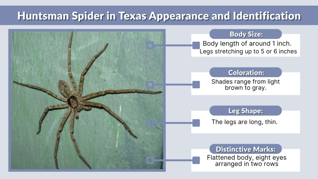 Huntsman Spider in Texas Appearance and Identification