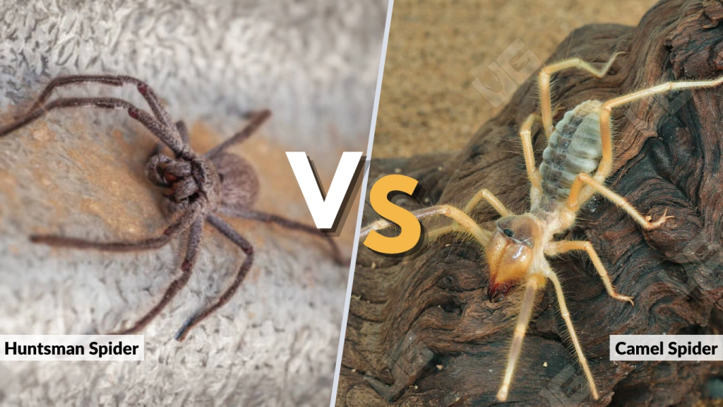 Huntsman Spider vs Camel Spider