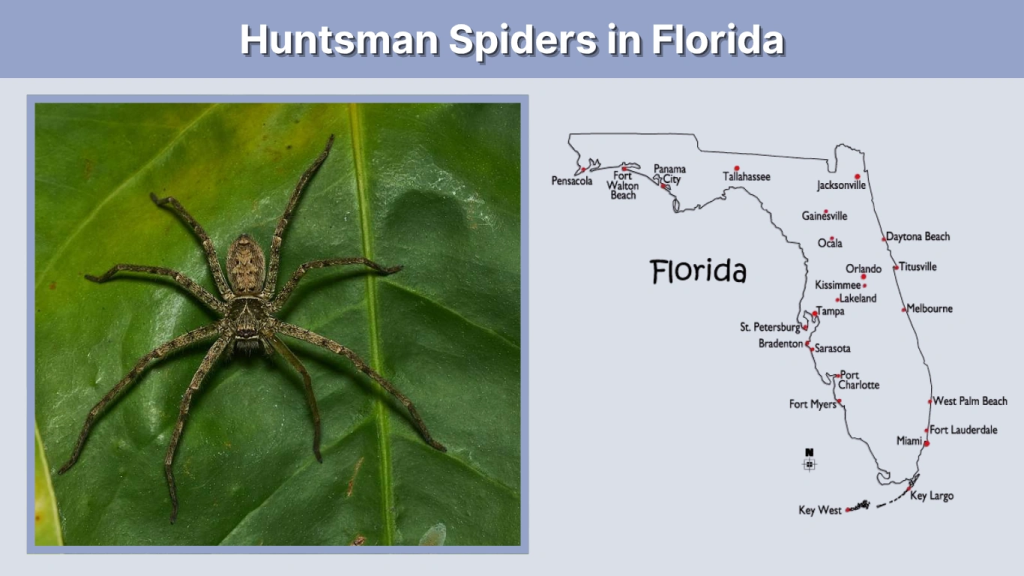 Huntsman Spiders in Florida