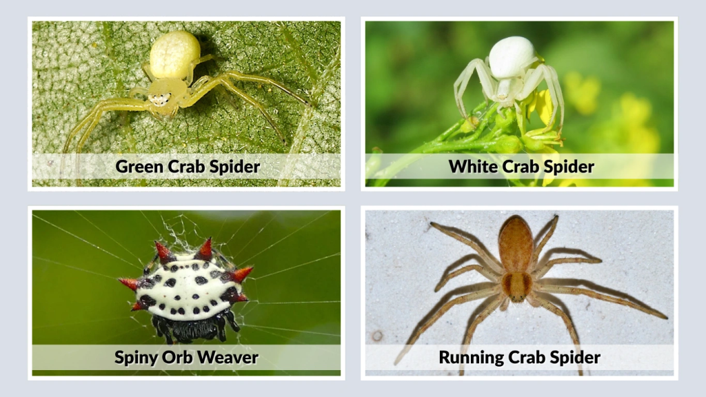 Identification and Appearance