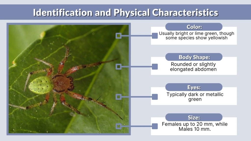 Identification and Physical Characteristics