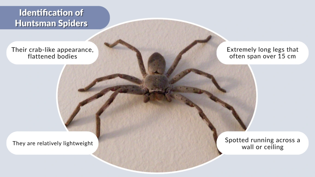 Where Do Huntsman Spiders Live And How Long Do They Live 