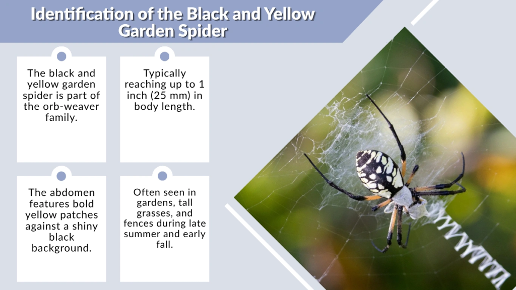 Identification of the Black and Yellow Garden Spider