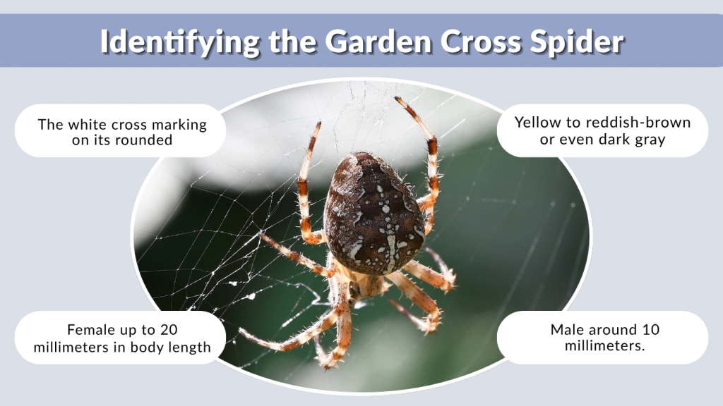 Identifying the Garden Cross Spider