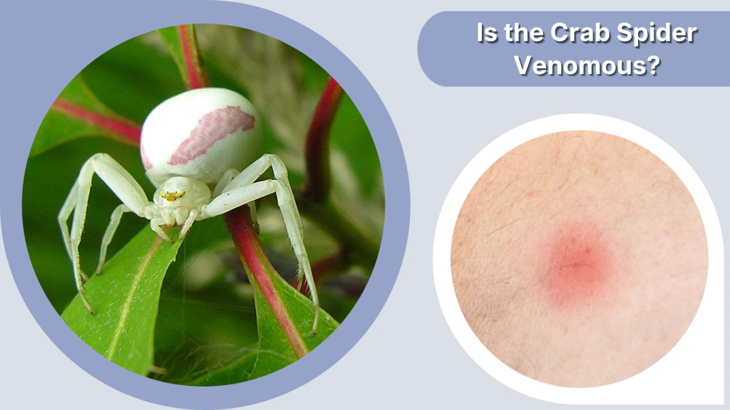 Is the Crab Spider Venomous