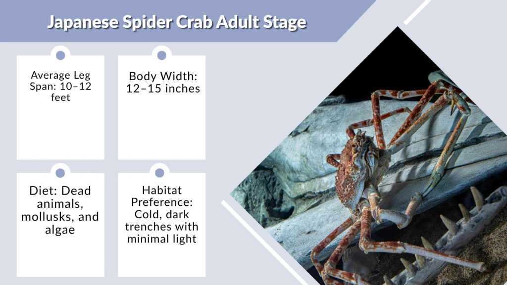 Japanese Spider Crab Adult Stage