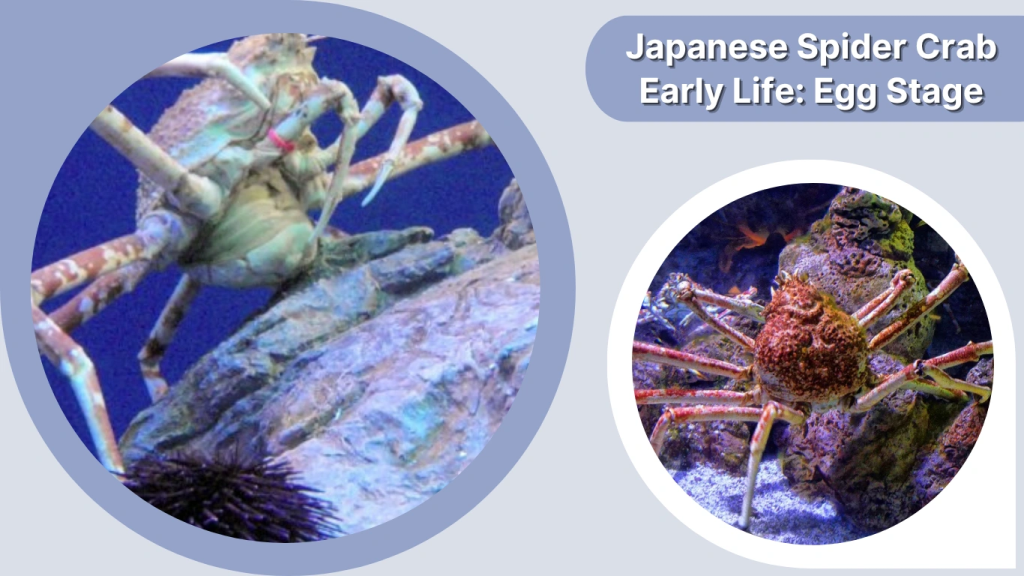 Japanese Spider Crab Early Life Egg Stage