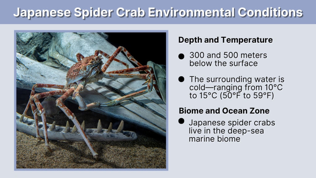 Japanese Spider Crab Environmental Conditions