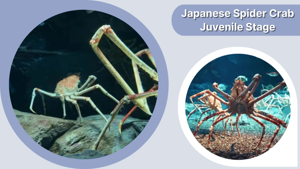 Japanese Spider Crab Juvenile Stage