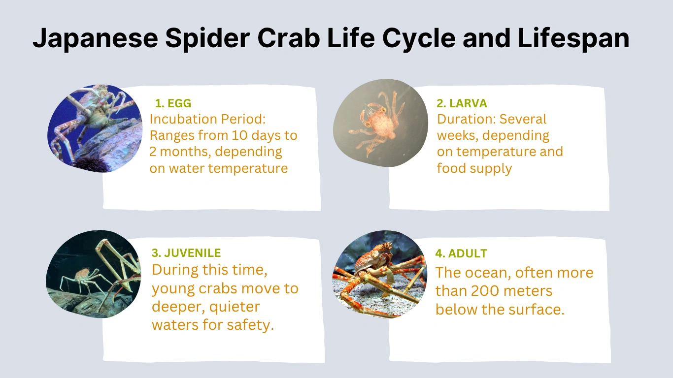 Japanese Spider Crab Life Cycle and Lifespan