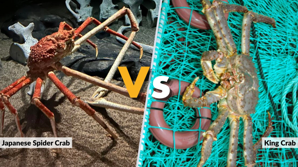 Japanese Spider Crab vs King Crab