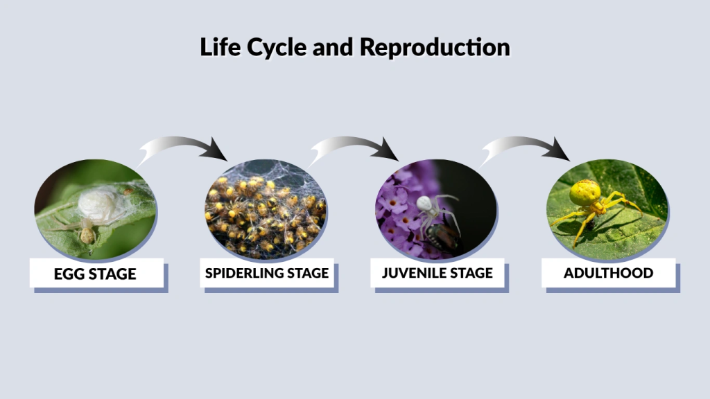 Life Cycle and Reproduction
