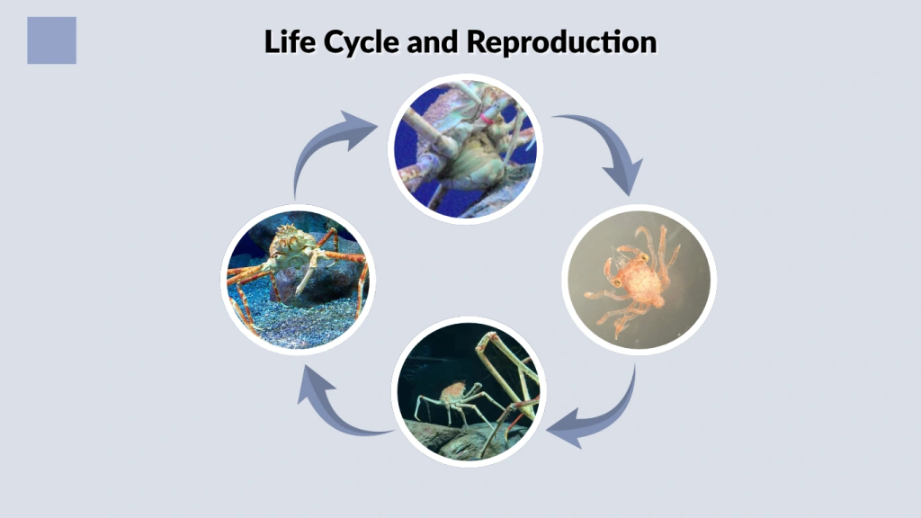 Life Cycle and Reproduction