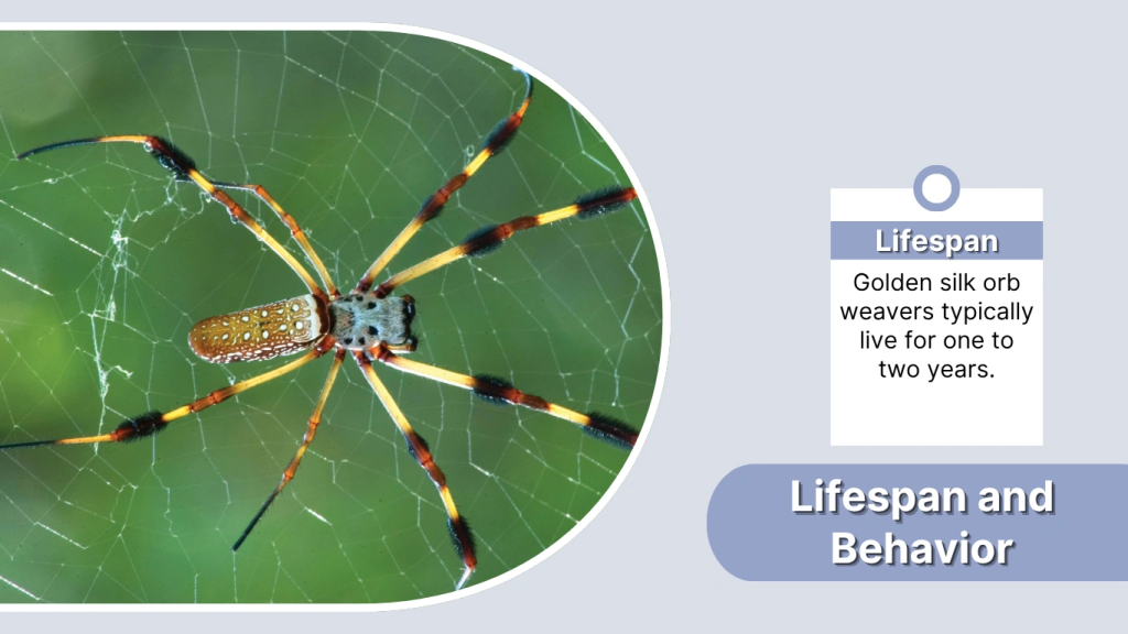 Lifespan and Behavior