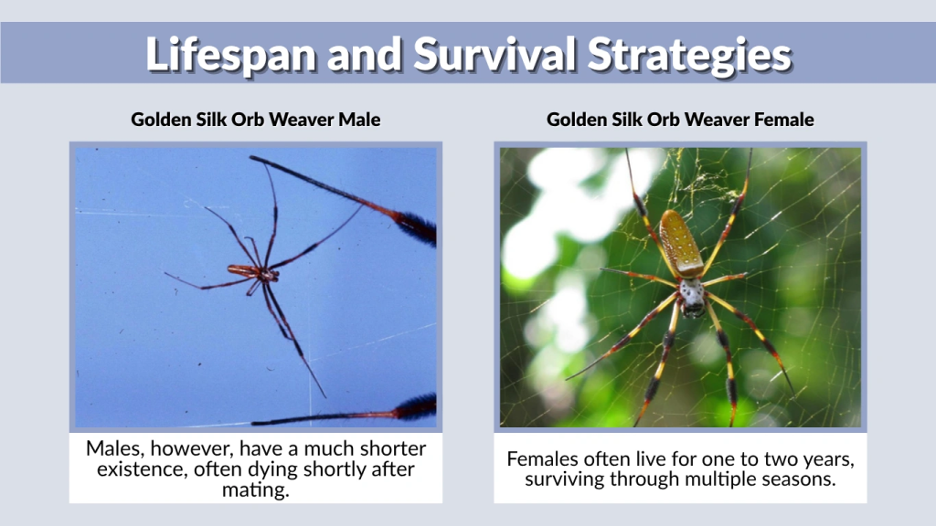 Lifespan and Survival Strategies