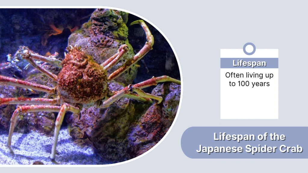 Lifespan of the Japanese Spider Crab