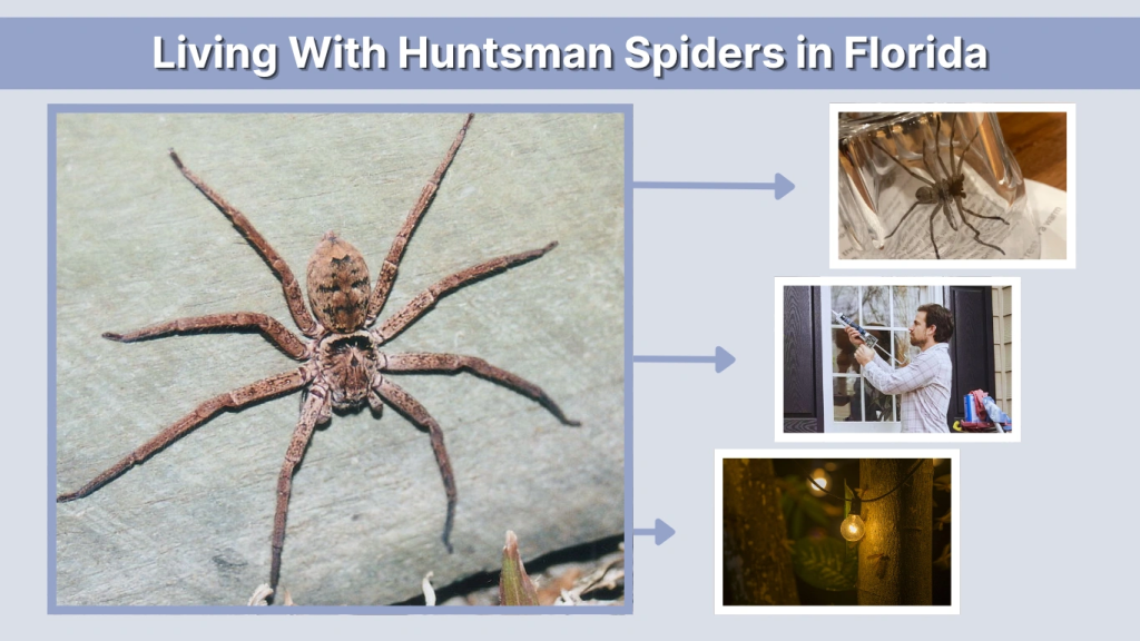 Living With Huntsman Spiders in Florida