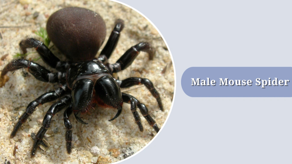 Male Mouse Spider