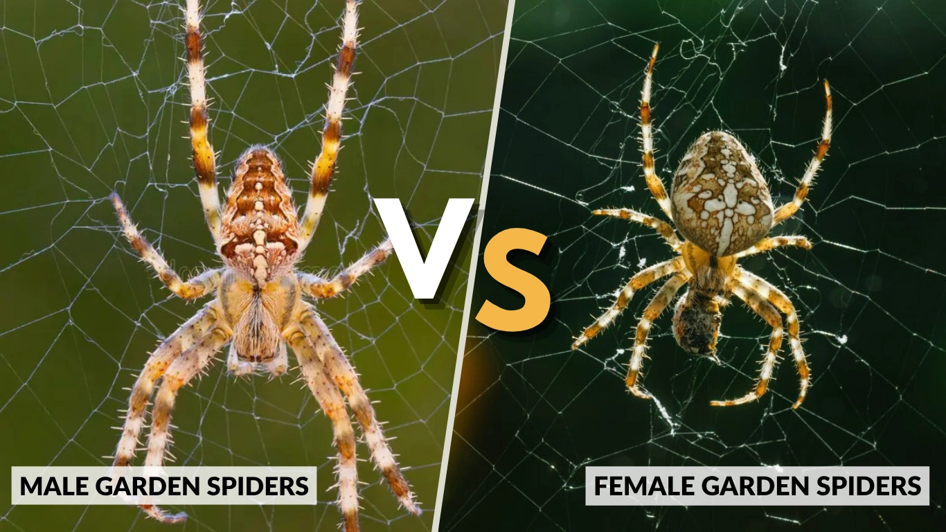 Male vs Female Garden Spider How to Identify & Their Differences
