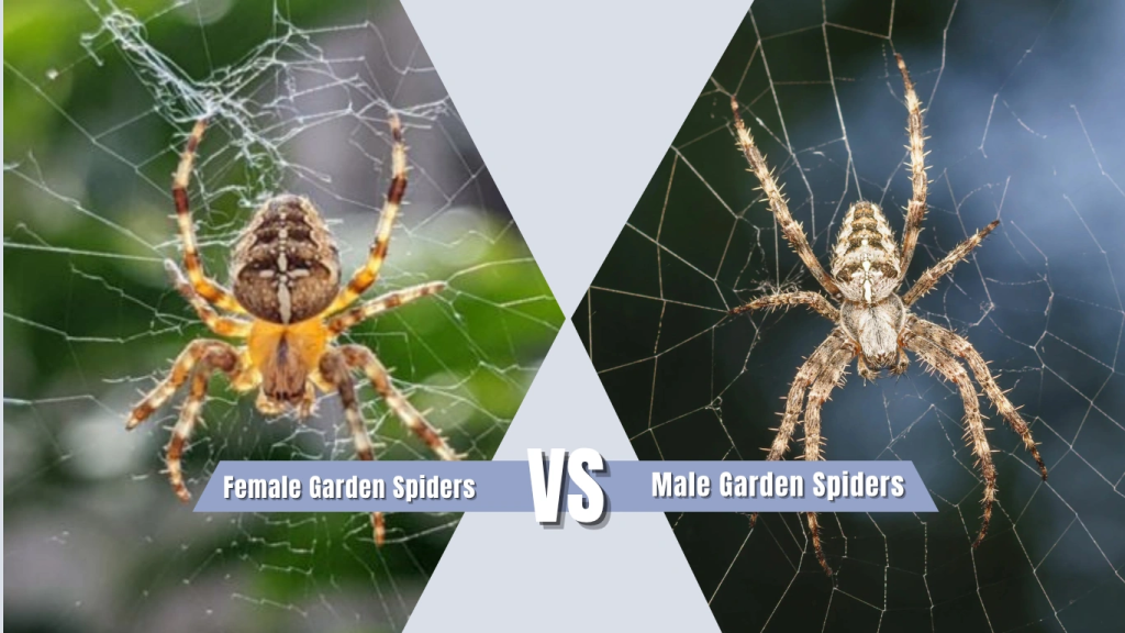 Male vs Female Garden Spiders in California